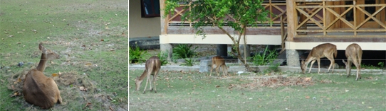 Flora Guesthouse - Peucang - Ujung Kulon -  West-Java - Indonesie