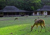 ujung kulon, peucang island, tour