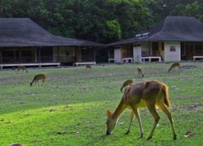 ujung kulon, peucang island, tour